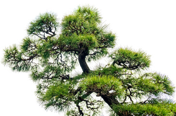 Close-up of the branches of a pine bonsai isolated on white background.