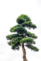 Close-up of the branches of a pine bonsai isolated on white background. - obrazy, fototapety, plakaty