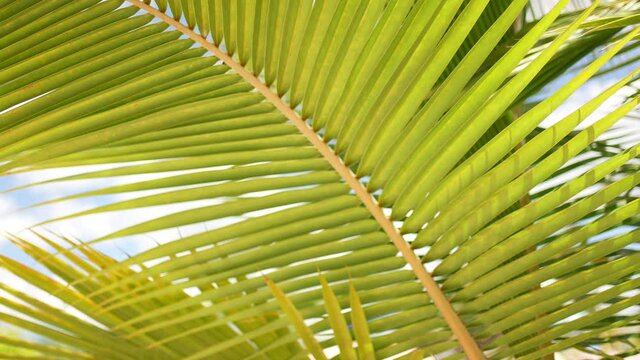 Tropical coconut palm leaf swaying in the wind with sun light, Green young palm. Advertising shot.