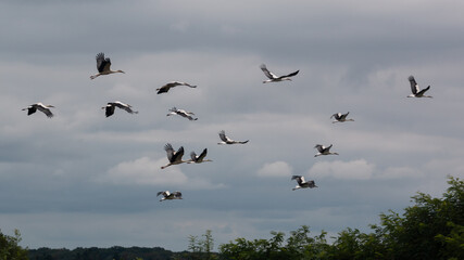 Migration des Cigognes