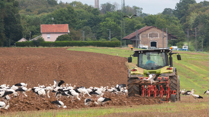 Sur la route de la migration des cigognes