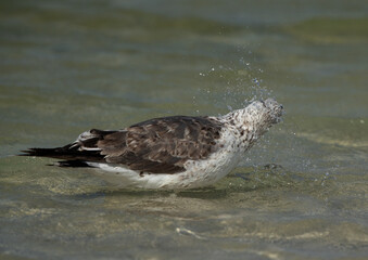 Juvenile Great Black-backed Gull bathing at Busaiteen coast of Bahrain