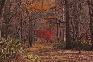 autumn in the forest