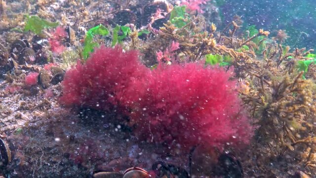 Black Sea red algae (Callitamnion sp.) on rocks in the Black Sea