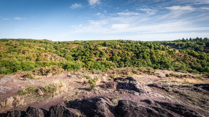Panorama sur une forêt
