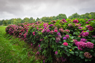 Bosquet d'hortensias violettes 