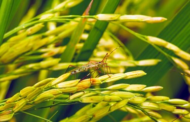 Walang sangit (Leptocorisa oratorius)  is a major rice pest which feeds on the sap of stems and...