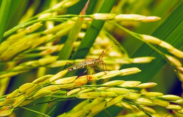 Walang sangit (Leptocorisa oratorius)  is a major rice pest which feeds on the sap of stems and seeds