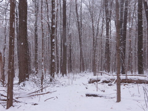 snow covered trees