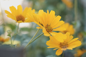 bouquet of yellow flowers