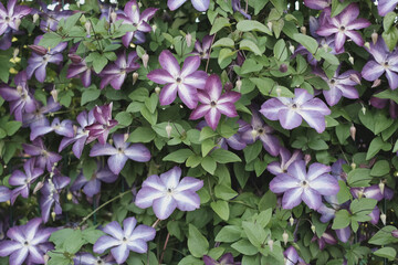 purple flowers