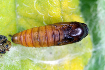Pupa of tortrix moths (family Tortricidae) ona a leaf. It is pest of plants. 