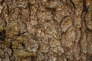 Photo of the texture of the brown bark of a Christmas tree. The trunk of a tree. Wood background...