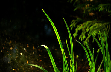 Long green grass leaves on the background of water. Natural background.