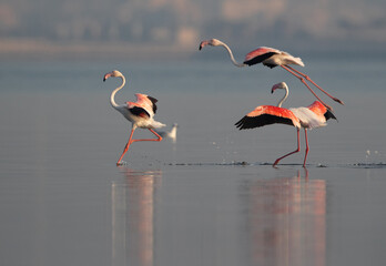 Greater Flamingos landing at Eker creek in the morning, Bahrain