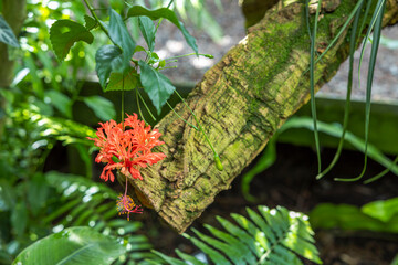 Beautiful view of Stenochlaena tenuifolia tropical flower. Sweden.