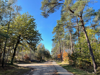 Obraz premium Autumn forest at the Sallandse Heuvelrug