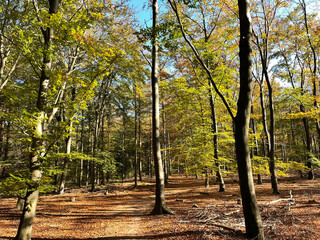 Autumn forest at the Sallandse Heuvelrug National Park