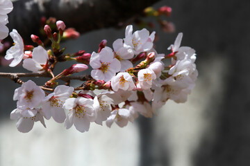 開花が始まったソメイヨシノ