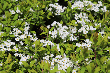 ユキヤナギの花
