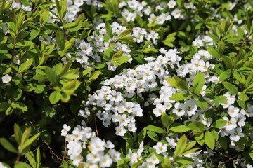 ユキヤナギの花