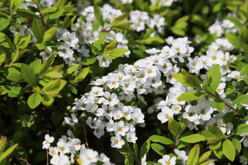 ユキヤナギの花
