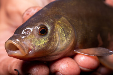 Small fish Tinca tinca with red eyes, on the hands. Close-up.