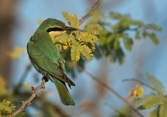 Blue-cheeked bee-eater perched on acacia tree