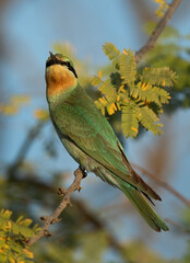 Blue-cheeked bee-eater on acacia tree