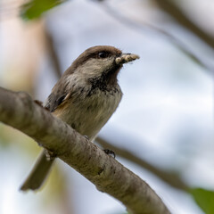 Siberian Tit