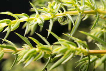 Spruce branches after rain, drops of water on needles. Macro