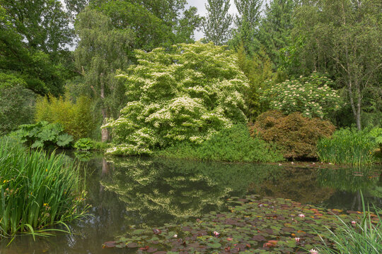 View looking over the garden lake with marginal plants of iris pseudacorus, gunnera manicata, water lilys resting on the lake, leading to the  woodland with cornus norman haddon in bloom