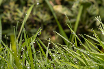 Dew or raindrops on the grass, close-up.