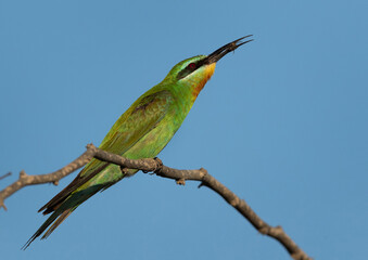 Blue-cheeked bee-eater with bee at Hamala, Bahrain