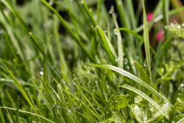 Dew or raindrops on the grass, close-up.