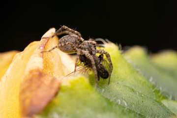 The spider sits on a yellow flower and eats a fly. Macro.
