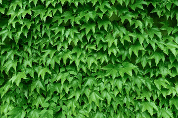 Green leaves wall texture plants for background