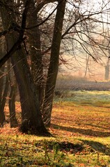 Autumn view with trees and fields in morning sunlight, autumn in park.