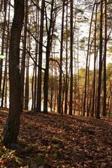 Lake in forest in autumn, water and trees in autumnal colors, autumn nature landscape.