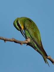 Blue-cheeked bee-eater preening on acacia tree
