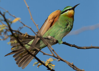 closeup of a Blue-cheeked bee-eater perched on acacia tree