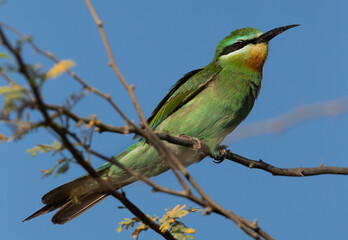 Blue-cheeked bee-eater perched on acacia tree