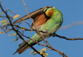 Blue-cheeked bee-eater preening on acacia tree