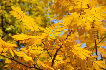 andscape last autumn leaves