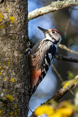 White-backed Woodpecker