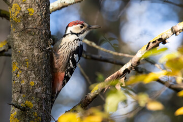 White-backed Woodpecker