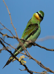Blue-cheeked bee-eater shaking its head while preening