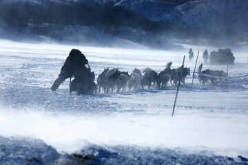 Musher with sled dogs in storm race