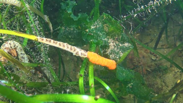 (Botryllus schlosseri) Golden Star Tunicate - of different colors forms, Black Sea
