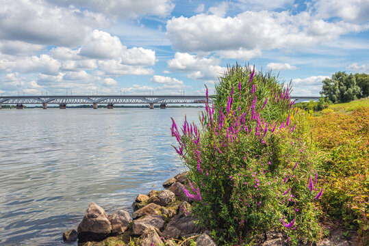 Flowering Purple Loosestrife and other wild plants on the edge of the Dutch river Hollands Diep. The Moerdijk railway bridges are visible in the background. The front bridge is for the High Speed Line